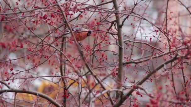 Sebuah bullfinch kecil dengan bulu duduk di pohon apel dan makan — Stok Video