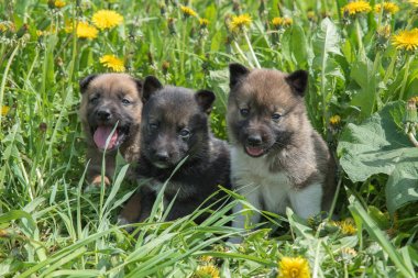 Üç yavru Sibirya dogskin dandelions ile yeşil çimenlerin üzerinde