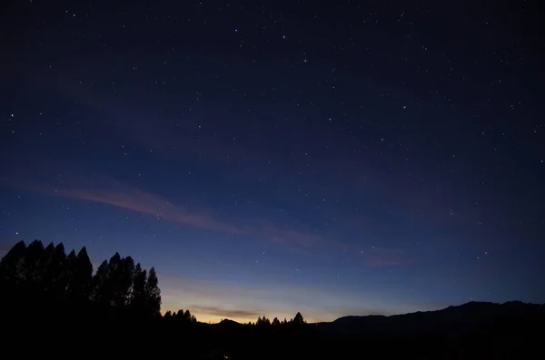 Ночное небо с яркими звездами и верхушками деревьев — стоковое фото