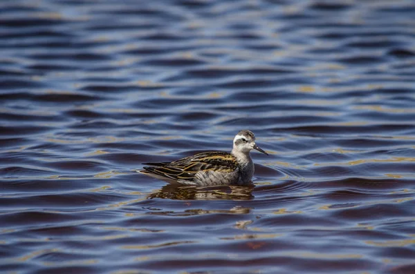 Wildvogelfischen auf den Wellen des Meeres — Stockfoto