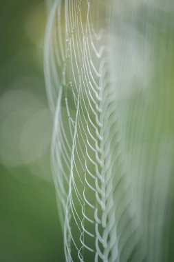 Yeşil Yaz arka plan üzerinde sabahleyin çiy büyük beyaz örümcek ağı