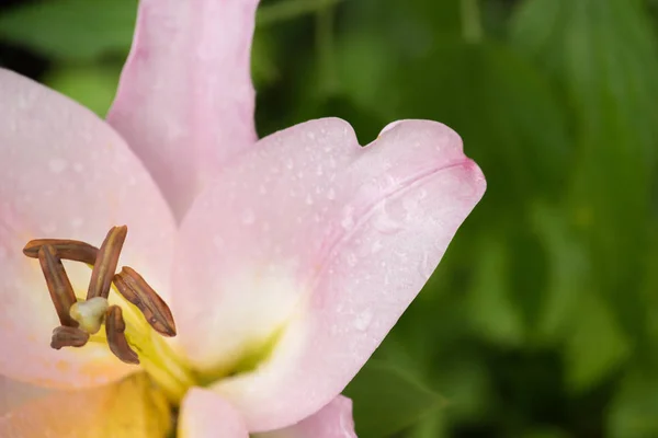 Многоцветный сад красивые большие лилии на клумбе в летнее время — стоковое фото