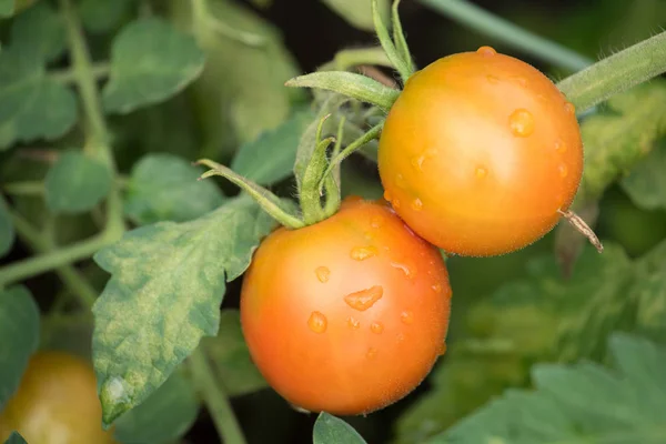 Orange tomater på grenen mognar och bladen är sjuka i växthuset — Stockfoto