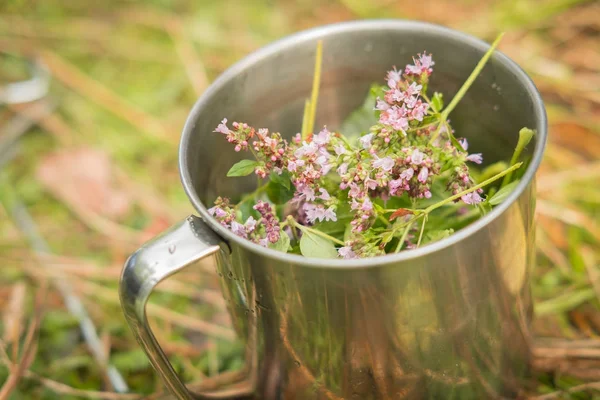 Flowers of grass for tea called oregano in a metal mug in the su