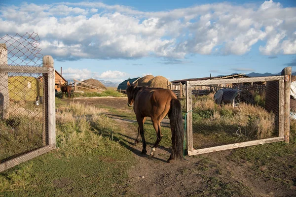 Altay vahşi doğası. Güzel bir at st otlatma — Stok fotoğraf