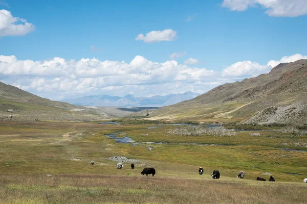 Altay vahşi doğası. Boğa yaks otlatmak arasında bir çayır üzerinde — Stok fotoğraf