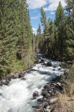 Yaz aylarında vahşi dağ doğa. Orman ağaçları ve bir cree ile