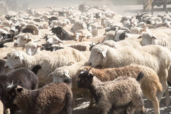 Un grand troupeau de moutons et de chèvres va sur la route parmi les champs — Photo