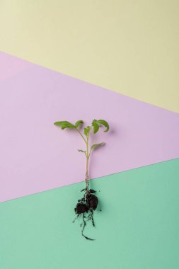 Domates Filiz t için renkte bir arka plan toprağa