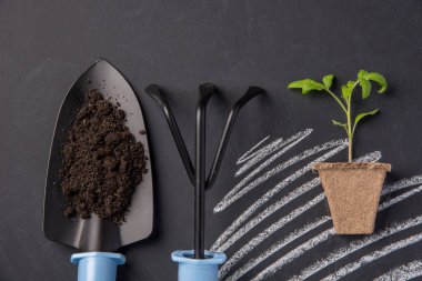 Fide domates ile arka plan olarak siyah kara tahta yeryüzünde 