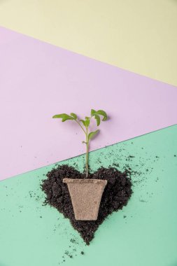 Domates Filiz t için renkte bir arka plan toprağa