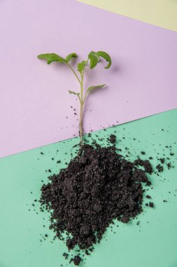 Domates Filiz t için renkte bir arka plan toprağa