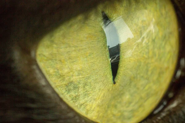 Gran ojo de gato hermoso de color verde de cerca mira hacia fuera el viento — Foto de Stock