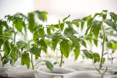 Fide domates ev pencere İlci önce bahar