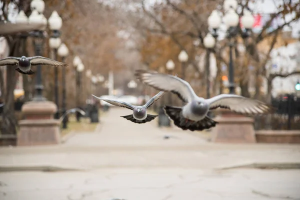 Bir grup şehir güvercinleri boyunca sokakta park w uçuyor — Stok fotoğraf