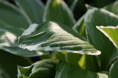 Yaz aylarında yağmur damlaları güzel büyük yeşil yaprakları