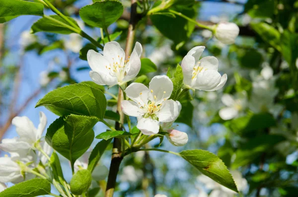 Ветви яблони с белыми цветами против голубого источника — стоковое фото