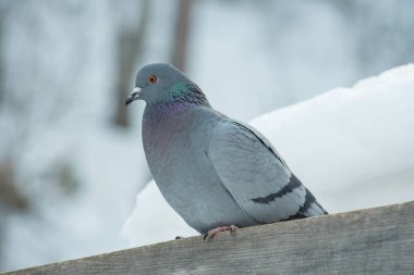 Güzel bir güvercin bir ağaç dalı kışın oturur.