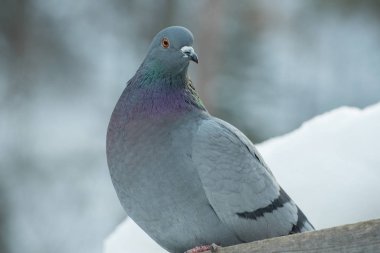 Güzel bir güvercin bir ağaç dalı kışın oturur.