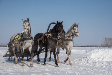 Arenada yoluyla güzel bir Rus Troyka atların gezintisi 