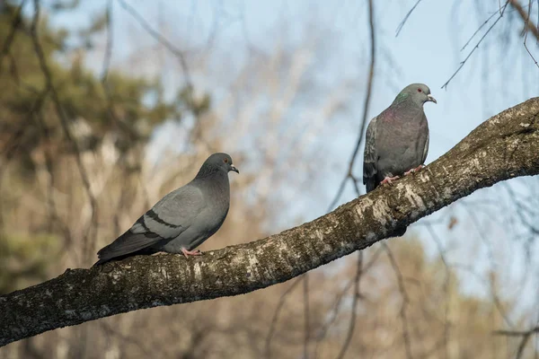 Zwei schöne Tauben, die im Winter auf einem Ast sitzen — Stockfoto