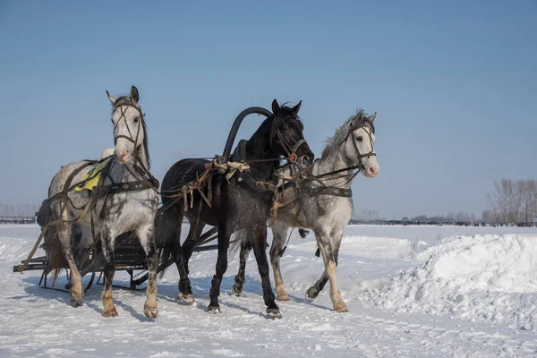 O frumoasă troică rusească de cai se plimbă prin arenă în — Fotografie, imagine de stoc