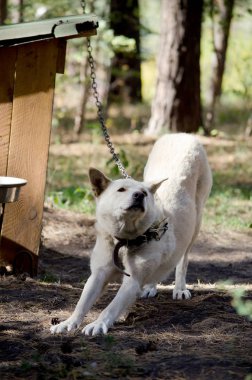 Booth bir yaz devreye yakınındaki güzel köpek