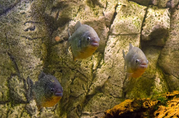 Beautiful aquarium fish floating in water against the background
