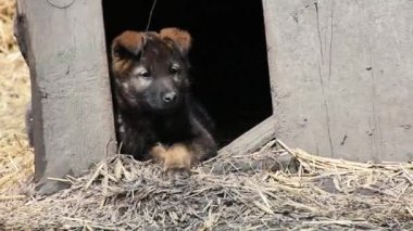 Üzücü bir evsiz köpek yavrusu bir ahşap köpek kulübesi baharda yatıyor.