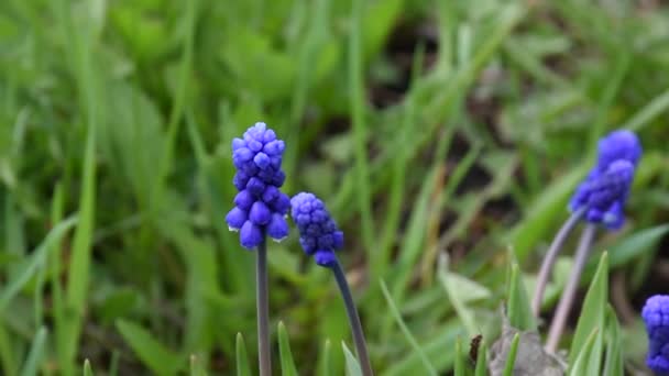 Vackra Blommande Blå Och Lila Blommor Kallas Muskari Trädgården Våren — Stockvideo