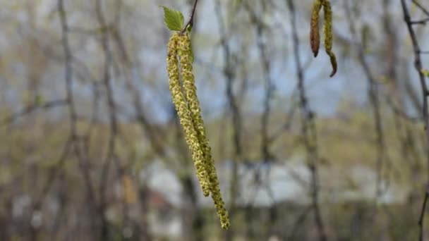 Beautiful Long Earrings Birch Heard Wind Branches Spring — Stock Video