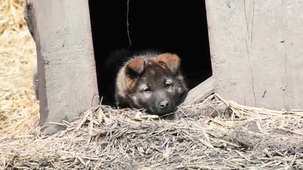 Sad Homeless Puppy Lies Wooden Kennel Spring — Stock Video