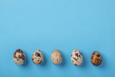 Bir mavi kağıt arka plan üzerinde güzel benekli taze Bıldırcın yumurta