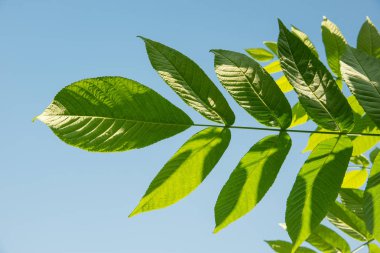 Bir karşı güneş ışığında bir mançurya fıstığı güzel yeşil yaprakları