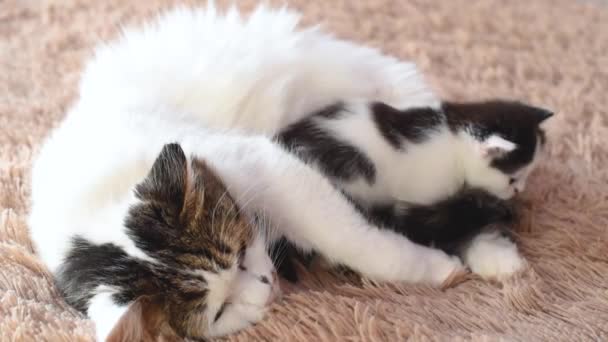 Flauschige Katzenmama Leckt Und Spielt Mit Ihrem Süßen Neugeborenen Schwarzen — Stockvideo