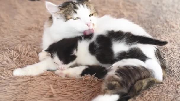 Flauschige Katzenmama Leckt Und Spielt Mit Ihrem Süßen Neugeborenen Schwarzen — Stockvideo