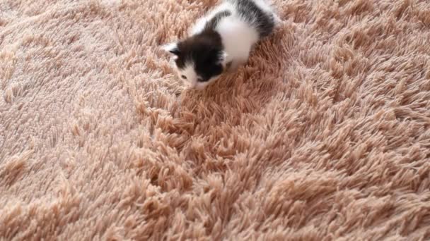 Little Newborn Fluffy Black White Kitten Walks Brown Cloth — Stock Video