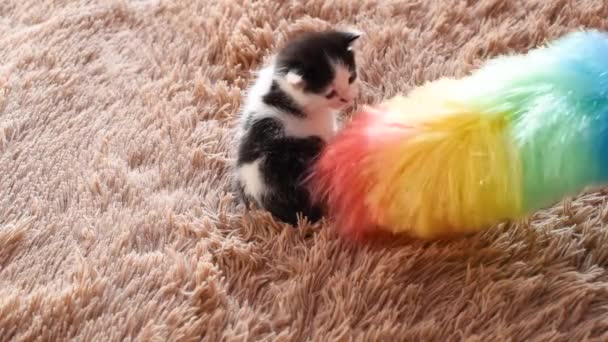 Kleine Pasgeboren Pluizige Zwarte Witte Kitten Wandelingen Bruine Doek — Stockvideo