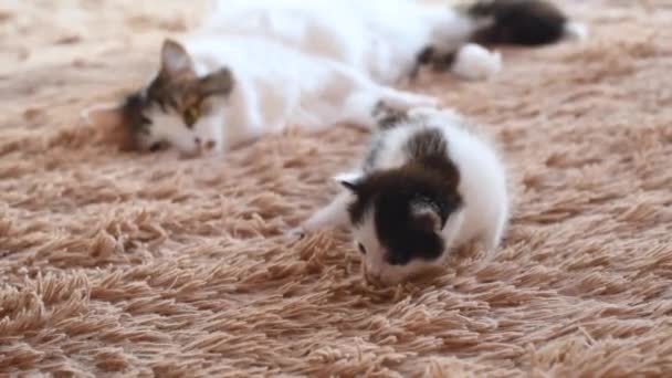 Kleine Pasgeboren Pluizige Zwarte Witte Kitten Wandelingen Bruine Doek — Stockvideo
