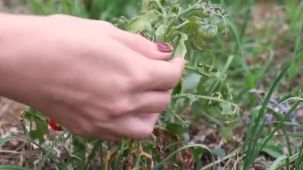 Closeup Female Hand Picks Red Ripe Tomatoes Bush Branch Summer — Stock Video