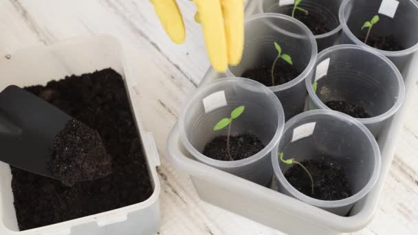 黄色い手袋の男はトマトの芽のスクープで地面を敷設します 成長過程を播種する — ストック動画