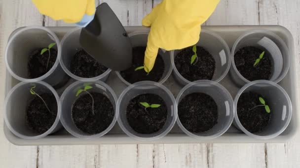 Uomo Guanti Gialli Posa Terra Con Uno Scoop Germogli Pomodoro — Video Stock