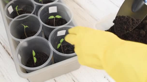 Uomo Guanti Gialli Posa Terra Con Uno Scoop Germogli Pomodoro — Video Stock