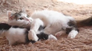 Kabarık tüylü anne kedi, tatlı yeni doğmuş siyah beyaz kedi yavrusuyla yatakta oynar.