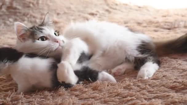 Flauschige Katzenmama Leckt Und Spielt Mit Ihrem Süßen Neugeborenen Schwarzen — Stockvideo