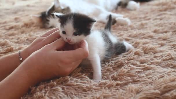 Vrouwelijke Hand Strelen Een Kleine Pasgeboren Pluizig Zwart Wit Kitten — Stockvideo