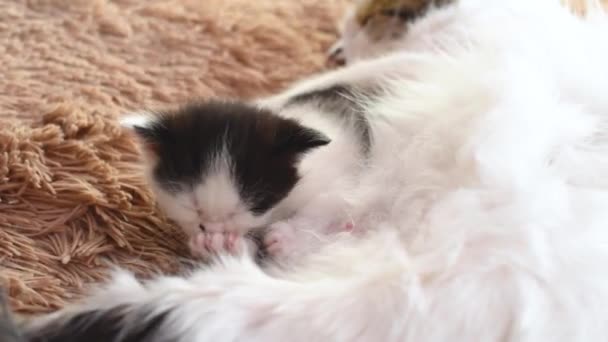 新出生的绒毛黑白相间的小猫在猫妈妈面前喝牛奶 — 图库视频影像