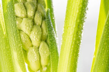 Güzel bahar sümbülü, güneş ışığı altındaki çiy damlalarında.