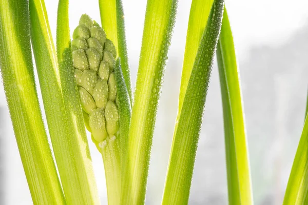 Vacker Vår Hyacint Blomma Droppar Dagg Solljuset Närbild — Stockfoto