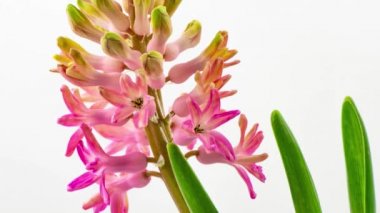 Beyaz arkaplanda güzel bir pembe sümbül çiçeğinin büyümesi ve açılması 4K zaman aşımı